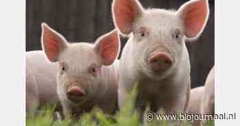 Gesproeidroogd plasma verbetert darmgezondheid bij varkens