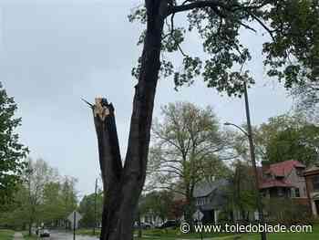 Engage Toledo leaves Old West End resident out on a limb