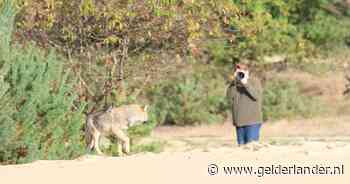 ‘Probleemwolf die hardloopster beet zocht in 2022 ook al mensen op’