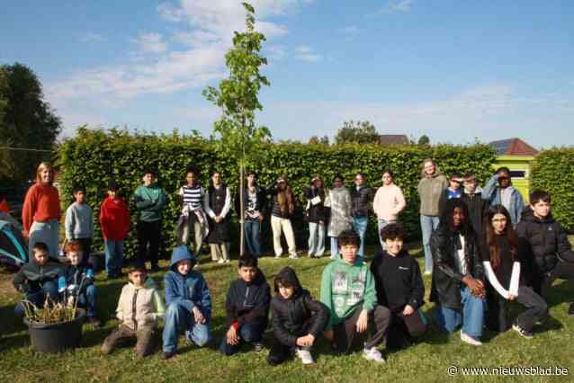Zestien scholen planten vredesboom exact 80 jaar na einde Tweede Wereldoorlog: “Symbool van hoop en verbondenheid”