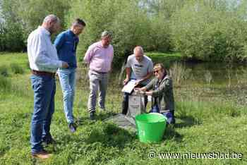 Meer kamsalamander dan ooit in De Kam: “Dit jaar werden er maar liefst 160 geteld”