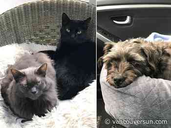 B.C. woman with ALS has one last wish: A happy home for her beloved pets