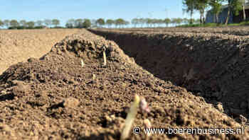 Eerste aardappelen beginnen door te komen