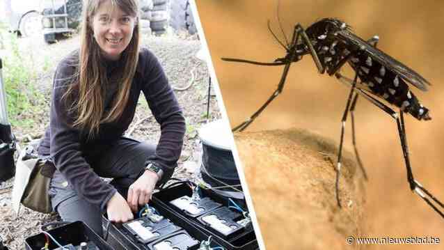 Rentokil bindt oorlog aan met tijgermug in Wijnegem, Wilrijk en Sint-Amands-Puurs: “We bestrijden de larven met biologische producten”