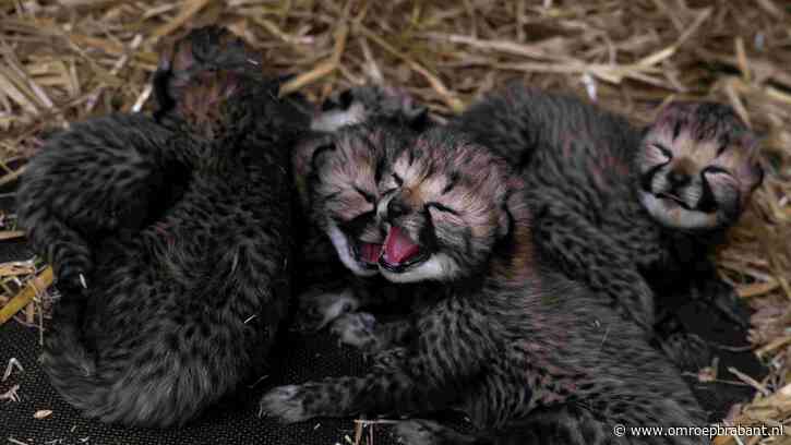 Cheetawelpjes geboren, Beekse Bergen deelt eerst beelden
