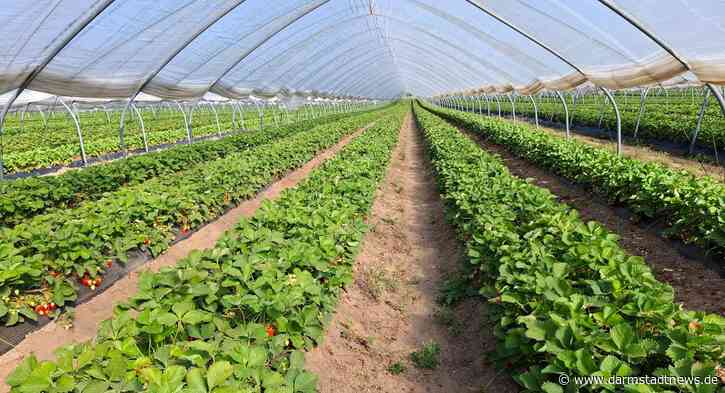Die Erdbeersaison in Hessen: Früh gestartet, doch nicht ohne Hürden