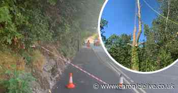 School trust fined after dog walker seriously injured by falling tree branch in Newcastle