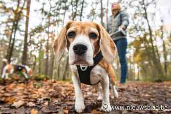 Hond springt naar kat in woning en breekt glas van voordeur
