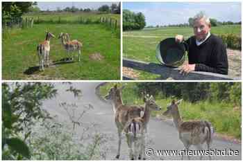 Ontsnapte damherten eindelijk gevangen: “Veel telefoontjes gehad”