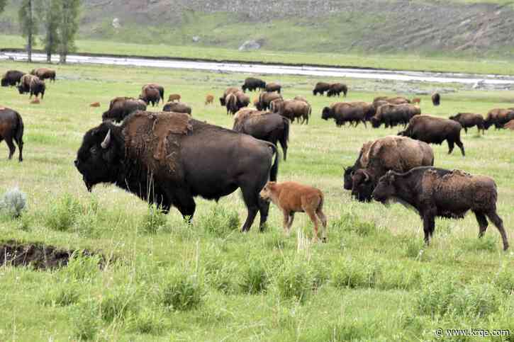 Florida man gored by bison at Yellowstone National Park