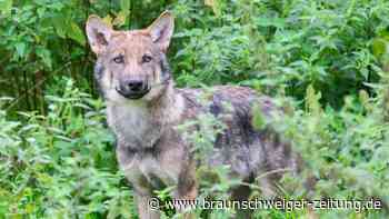 Wolfs-Entscheidung: Entsetzen und Frohlocken in Niedersachsen