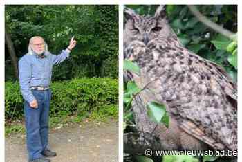 Oehoe voor het eerst waargenomen in Keerbergen: “Ik heb hier 70 jaar op gewacht”