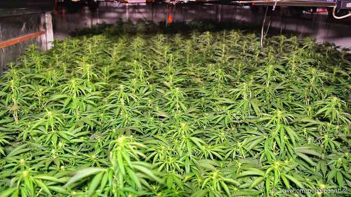We blijven wietprovincie, maar synthetische drugs doen het steeds 'beter'
