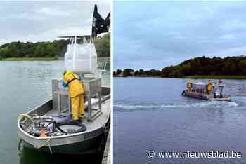 Omstreden behandeling tegen blauwalgen in vijver provinciaal domein gestart: “Ecosysteem is ernstig verstoord”