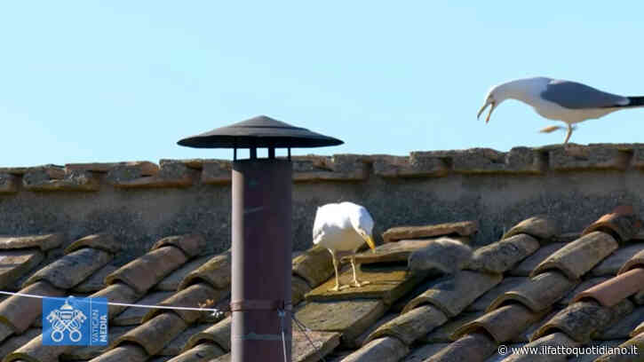 Il piccolo gabbiano sul tetto della Cappella Sistina: il “segno” poco prima della fumata bianca – Video