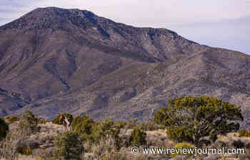 Titus announces launch of Wild Horse Caucus