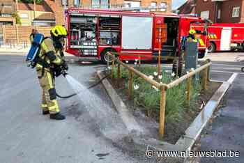 Sigarettenpeuk zet bloemenperkje in brand in Weverstraat