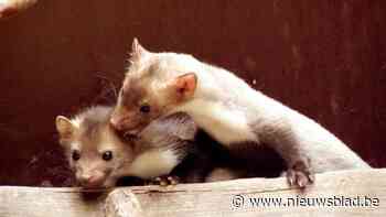 Steenmarter kost Vlaanderen 182.000 euro in vijf jaar: “Pak het probleem bij de bron aan”