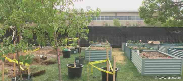 Albuquerque students plant fruit, shade trees around campus