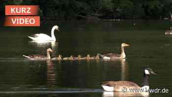 Rhein in Flammen: Stadt reagiert auf Tierschutz-Kritik