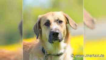 „Er hat ein schweres letztes Halbjahr hinter sich“: Tierheim sucht Zuhause für Hund Sabo