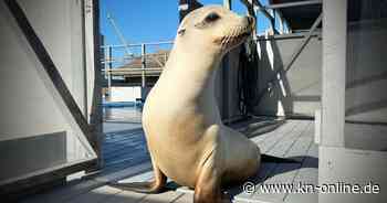 Mehr Taktgefühl als ein Mensch: Warum Robbe Ronan so gnadenlos gut headbangen kann