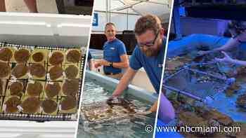More than 1,000 baby corals arrive in Florida Keys to help restore reefs