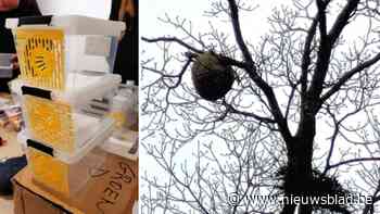 Preventieve bestrijding Aziatische hoornaar : meeste meldingen in deelgemeente Sint-Job