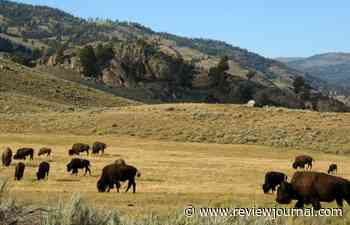 Florida man gored by bison at national park as tourism season begins
