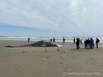 Grey whale washes ashore near Tofino, cause of death unknown