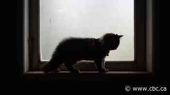 Brandon man showed 'stunning' levels of brutality in animal cruelty case: judge