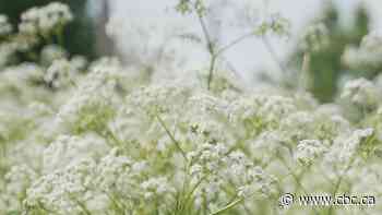 Your allergies are about to get worse