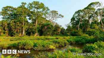 Charity linked to Prince Harry admits human rights abuses in Congo park