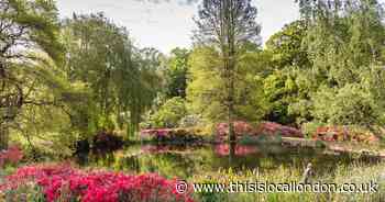 The Instagram-famous Richmond gardens blooming with colourful Azaleas