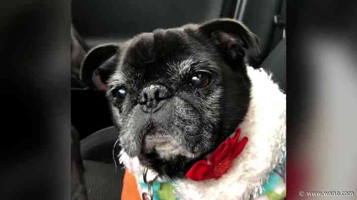 Thousands of pet owners receive wrong ashes from Pittsburgh-area funeral home: AG