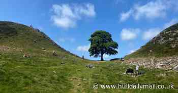 Sycamore Gap: Inside the UK criminal damage trial that's gripped the world