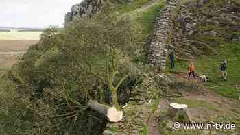 Hunderttausende Euro Sachschaden: "Holzfäller" des "Robin-Hood"-Baums in England schuldig gesprochen