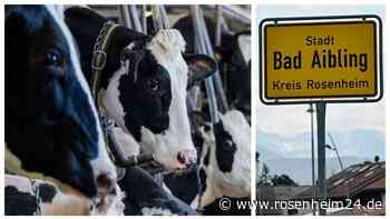 Nach Rinder-Drama in Bad Aibling: Wie laufen die Ermittlungen? Mussten weitere Tiere sterben?