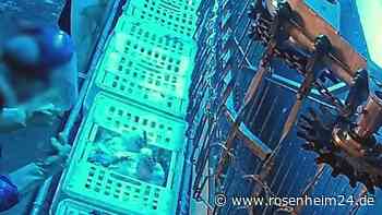 Lebenden Hühnern den Kopf abgerissen? Neue Vorwürfe gegen Skandal-Schlachthof in Bayern