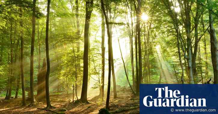 Plan for windfarm in German ‘fairytale forest’ stokes green energy culture war