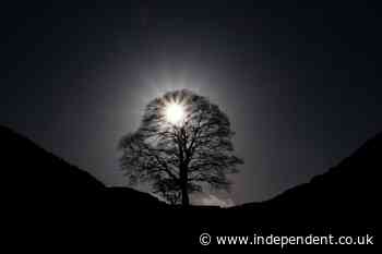 Call for trees to be ‘listed’ like historic buildings in wake of Sycamore Gap felling