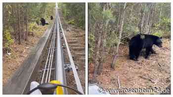 Bären-Schock auf Sommerrodelbahn: Frau filmt haarsträubenden Moment