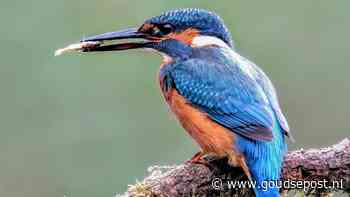 Week van de Biodiversiteit: gratis natuuractiviteiten door heel Gouda