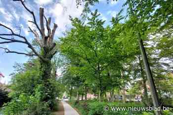 Van (parkeer)jungle naar belevingspark: de nieuwe Zuidkaai is klaar “en er is nog meer groen op komst”