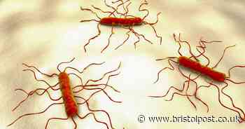 Full list of foods at a 'greater risk' of one bacterial infection says UKHSA