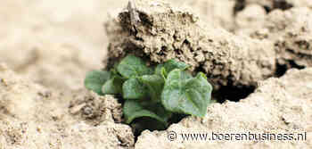Aardappelmarkt zakt door de bodem