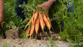 Bewaarpeen kan concurrentie nieuwe aan