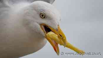 Expert reveals the secret to preventing seagulls from stealing your chips