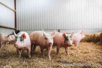 Scottish pig sector makes strides in disease control with testing initiative