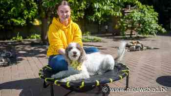 Eerste Vlaamse diabeteshond Sammy gaat op pensioen bij Diepenbeekse Emily